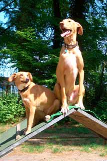 Tinka und Speedy